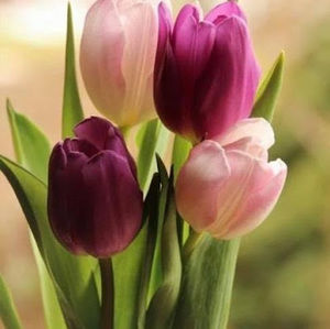 Meet your Posher, Janeth